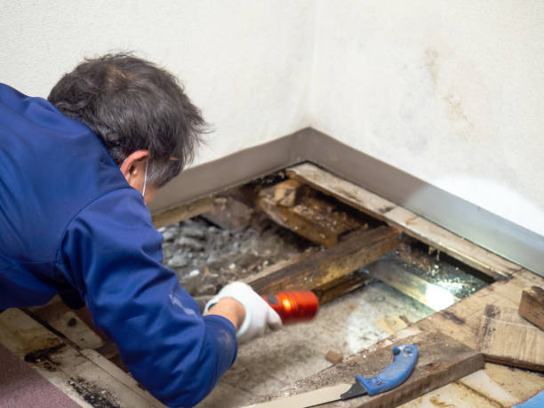 Best Emergency Mold Removal  in Twin Lakes, CO