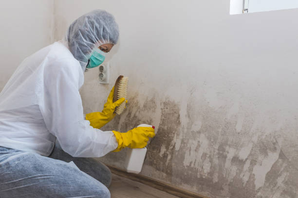 Attic Mold Removal in Twin Lakes, CO