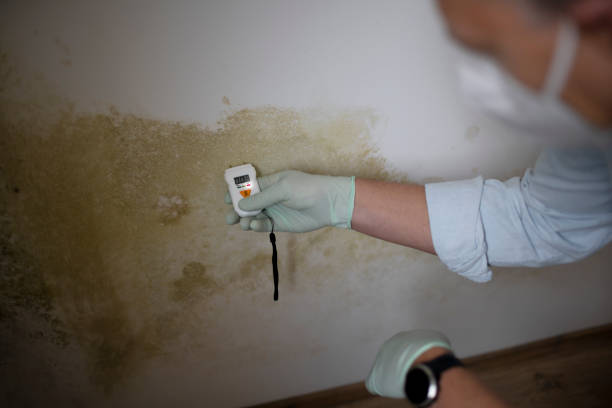 Office Mold Removal Services in Twin Lakes, CO