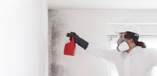 Best Certified Mold Removal  in Twin Lakes, CO