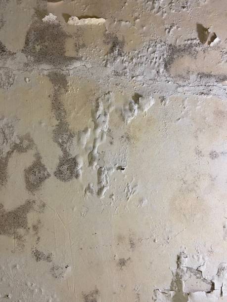 Best Fast Mold Removal  in Twin Lakes, CO