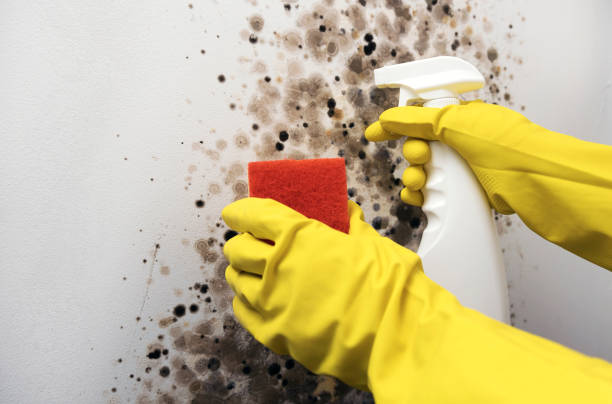Best Professional Mold Removal  in Twin Lakes, CO
