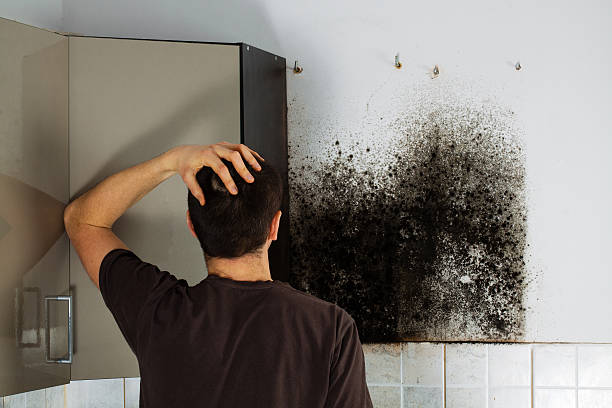 Twin Lakes, CO Mold Removal Company